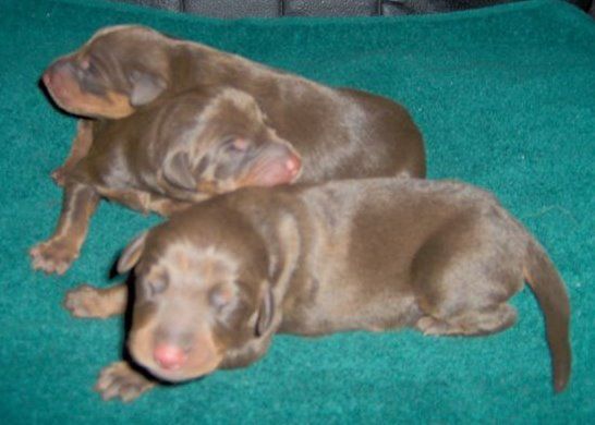 Red Doberman Pinschers