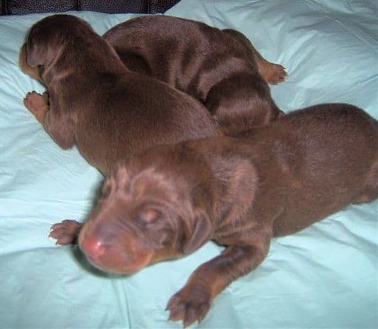 Doberman pups