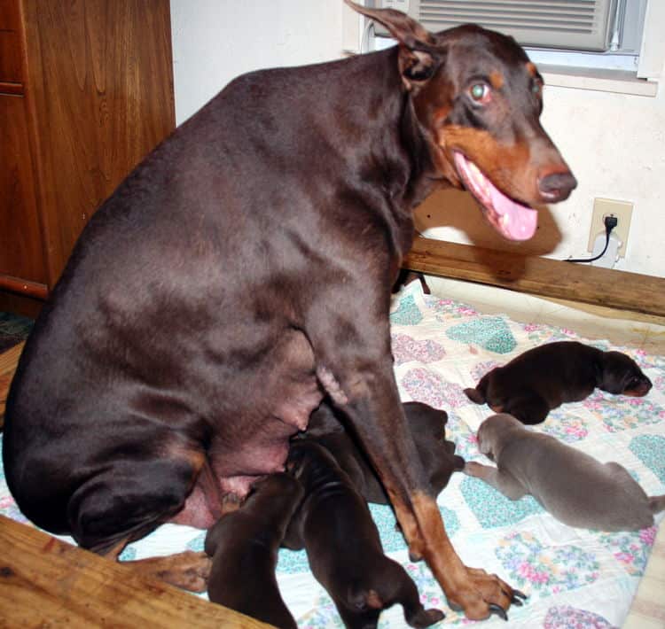 dobermans