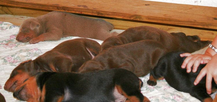 dobermans