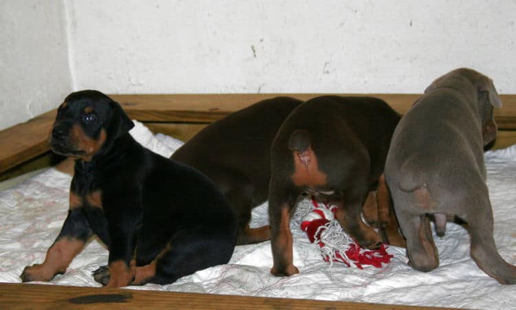 Doberman Pinscher Puppies