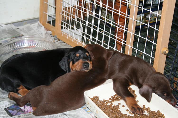 Doberman Pinscher Puppies