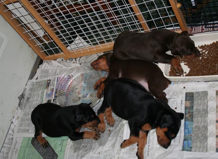 Doberman Pinscher Puppies