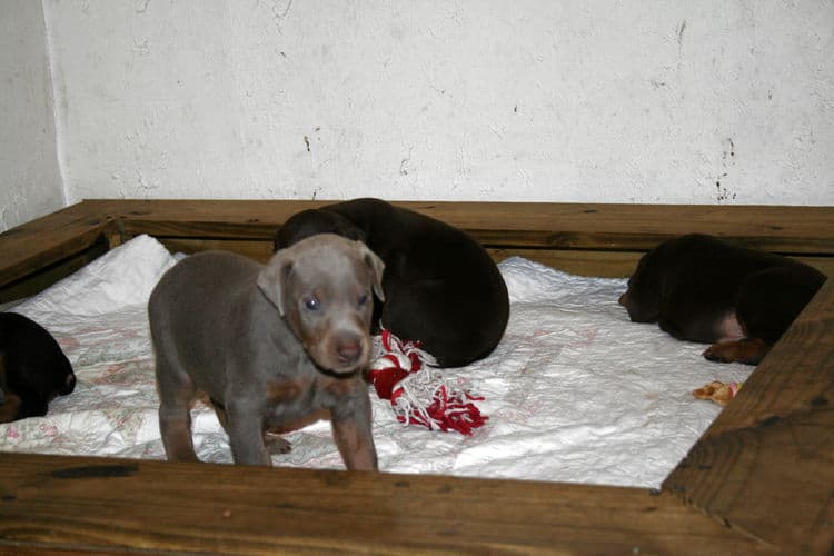 Doberman Pinscher Puppies