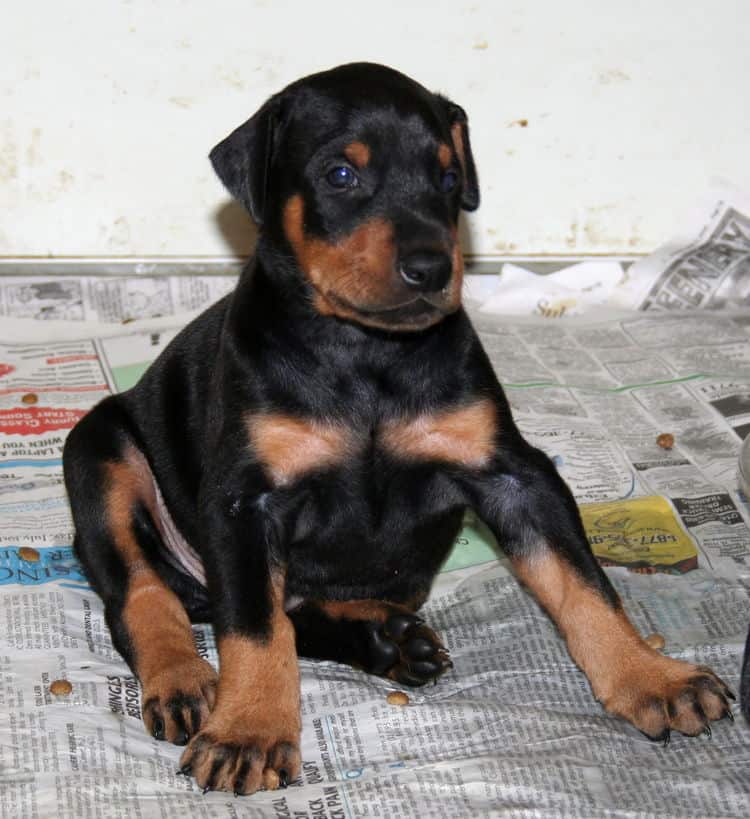 Doberman Pinscher Puppies