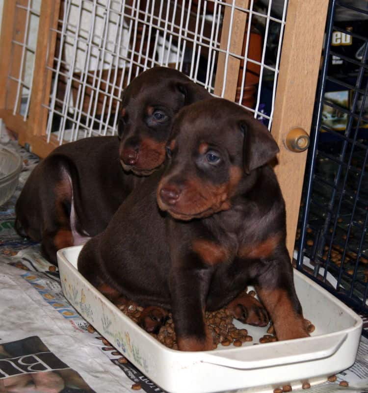 Doberman Pinscher Puppies