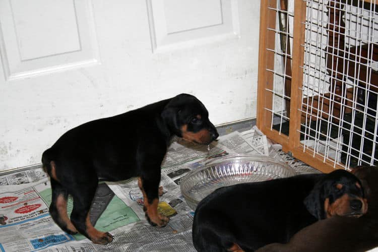 Doberman Pinscher Puppies