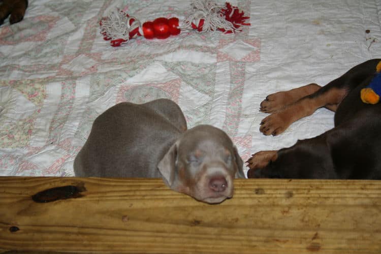 dobie pup