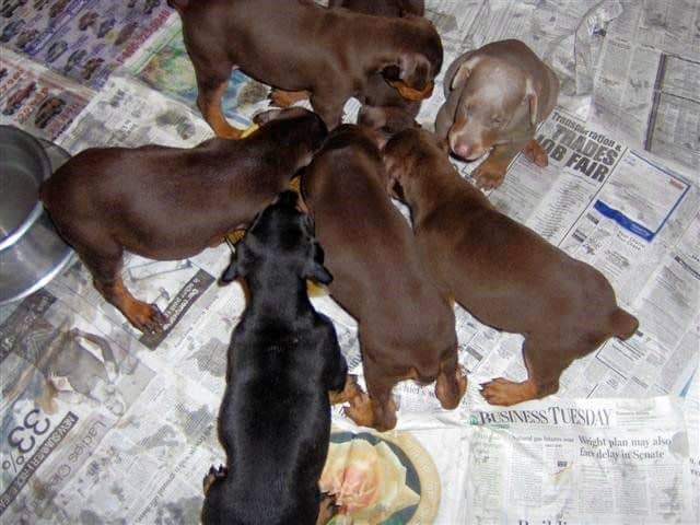 Dobie pups