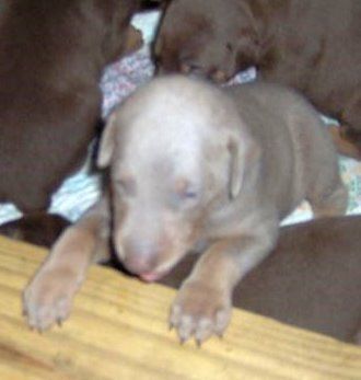 Dobie pups