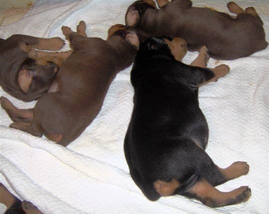 Dobie pups