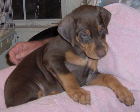 Dobie pups