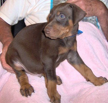 Dobie pups