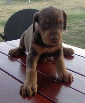 Dobie pups