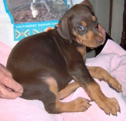 Dobie pups