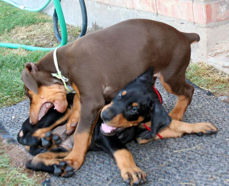 Dobie pups