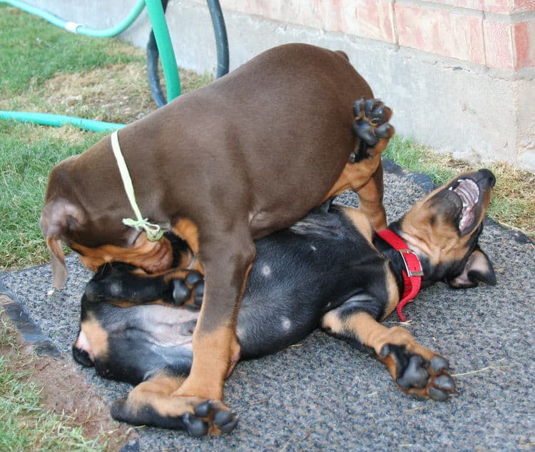 Dobie pups