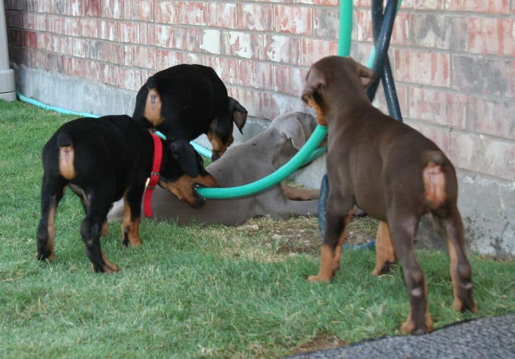 Dobie pups