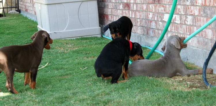 Dobie pups