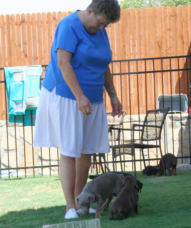 Dobie pups