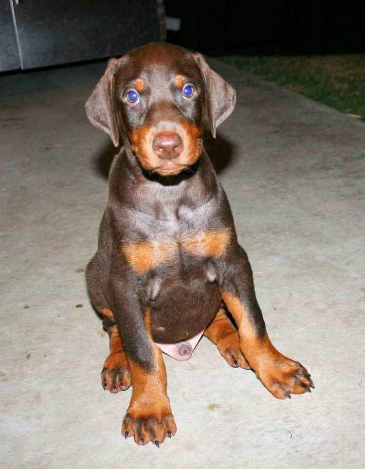 dobe pup