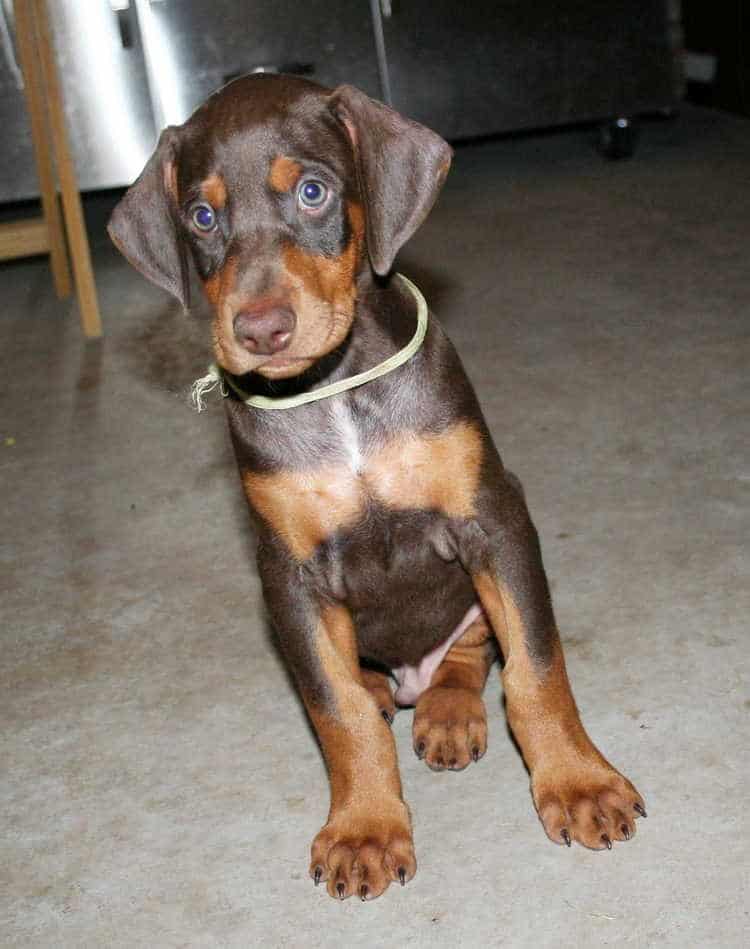 doberman pup