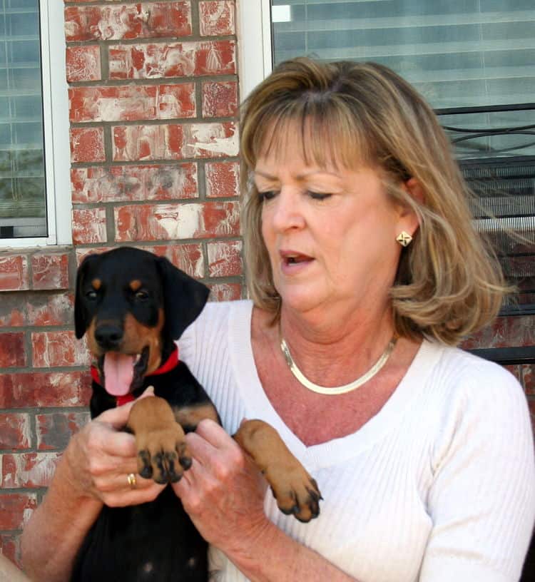 Doberman pup