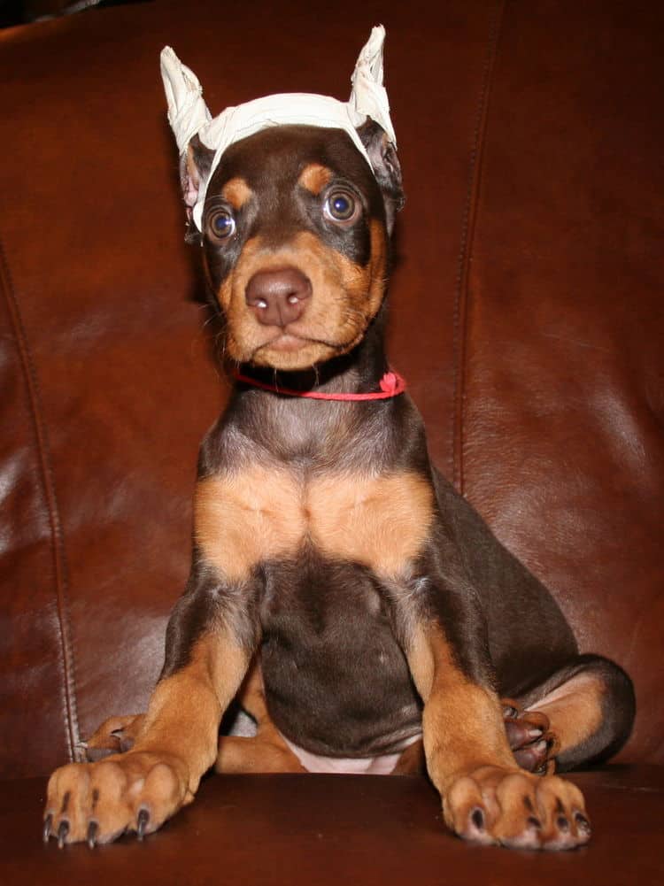 dobie puppy