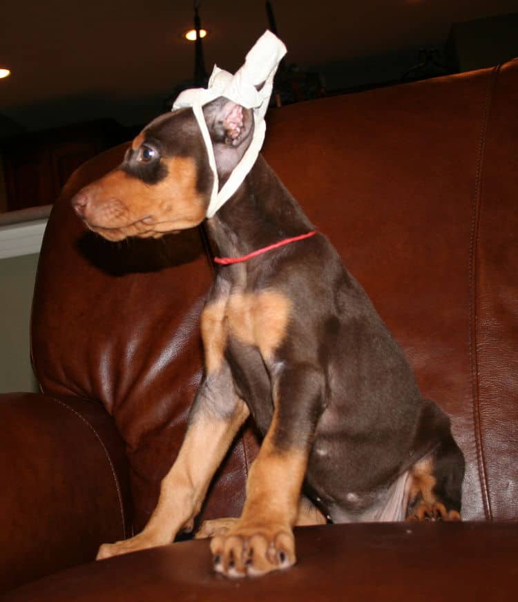 Dobie pup