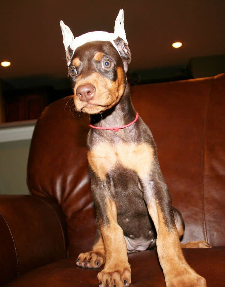 doberman pup