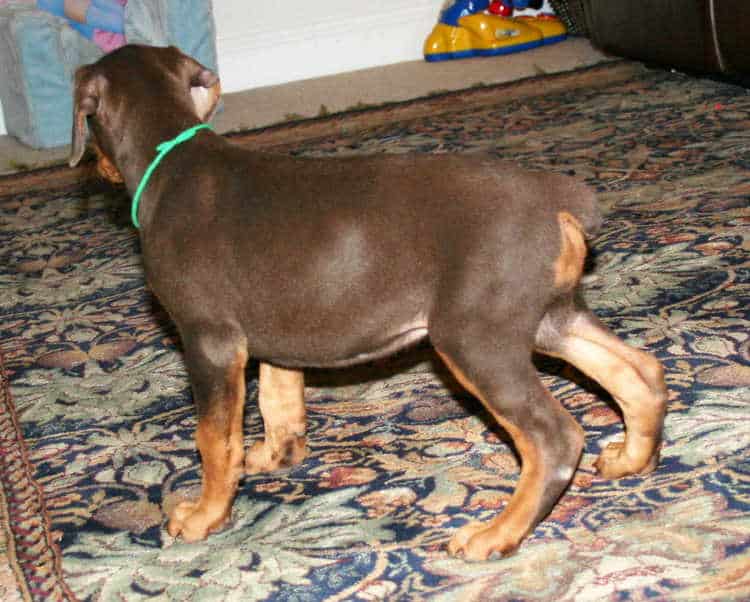 DOberman pup