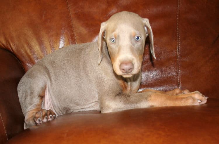 fawn dobe pup