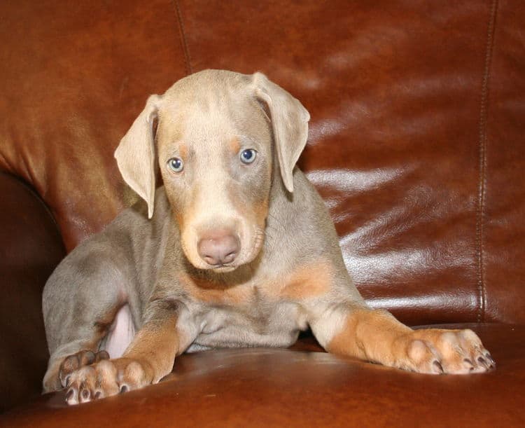 fawn dobe pup