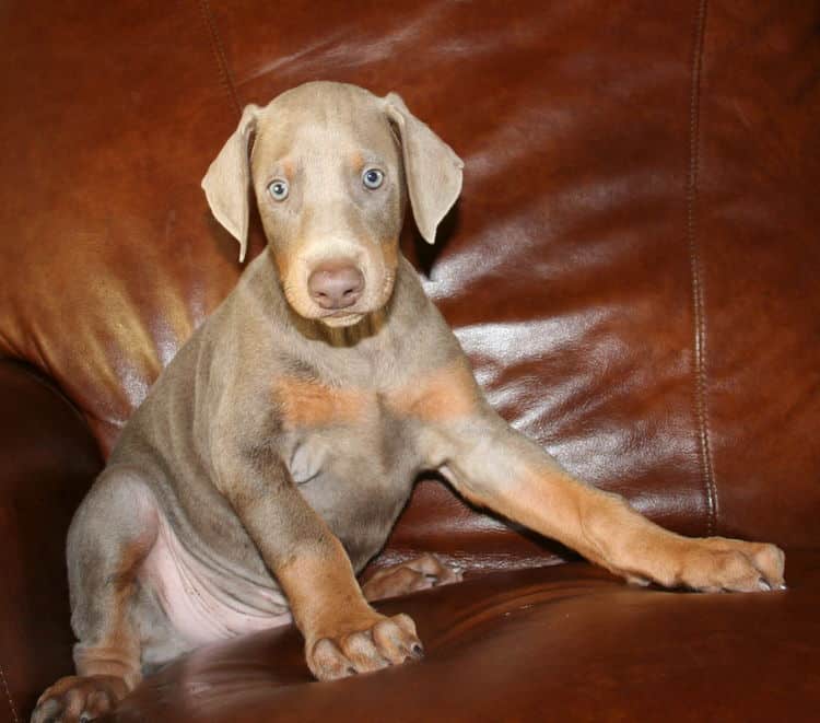 fawn dobe pup