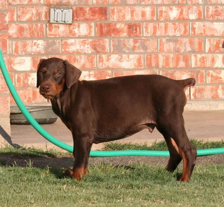 Doberman pup