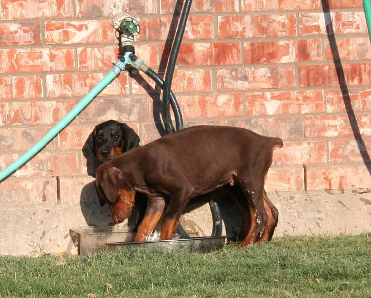 Doberman pup