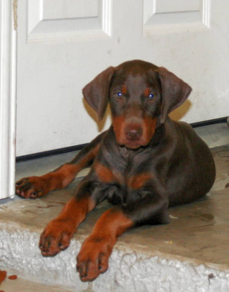 Doberman pup