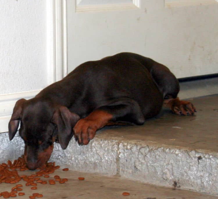 Doberman pup