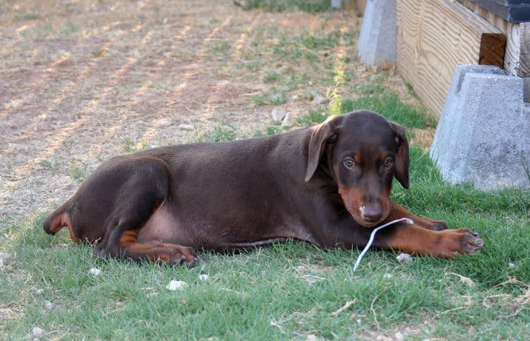 Doberman pup