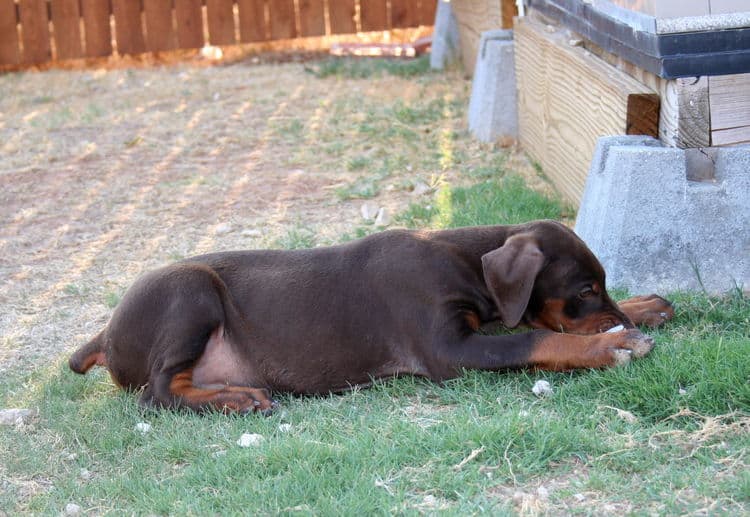 Doberman pup