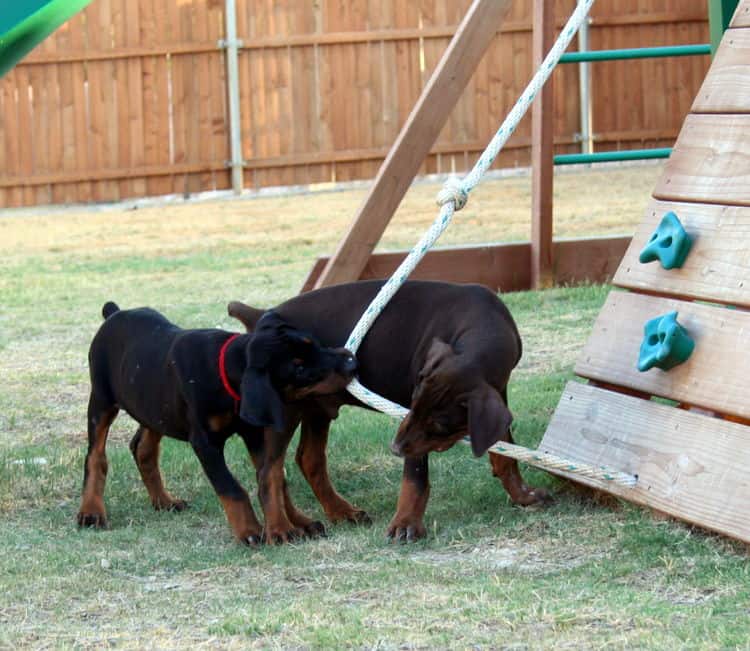 Doberman pup