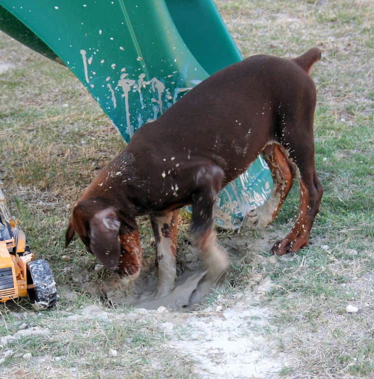 Doberman pup