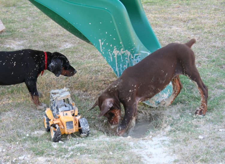 Doberman pup