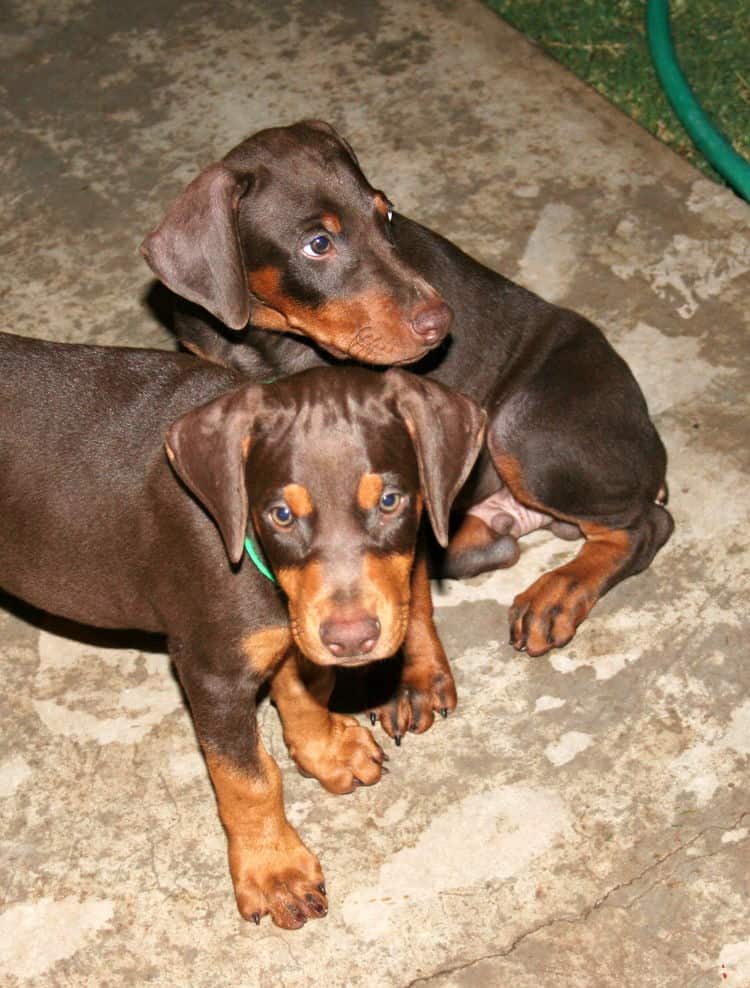 dobe pups