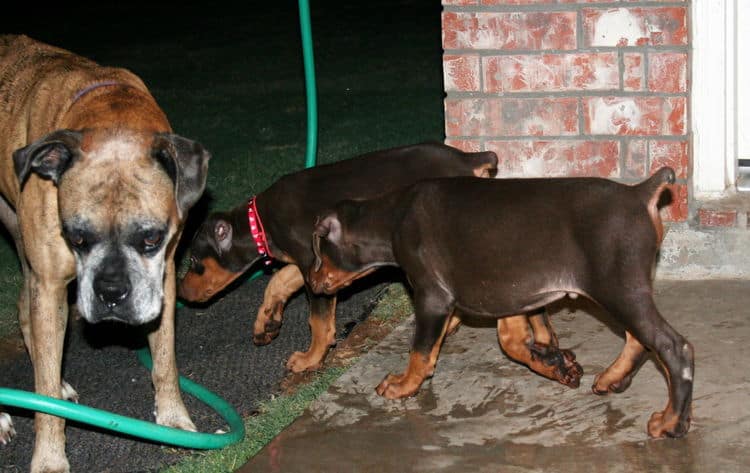 dobe pups