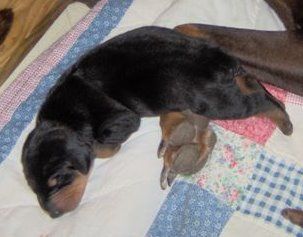 Doberman puppy tail docked