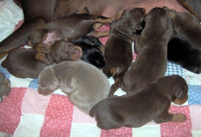 Doberman puppy tail docked