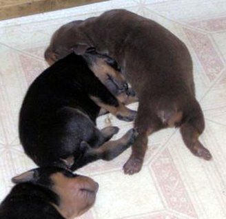 Doberman puppy tail docked