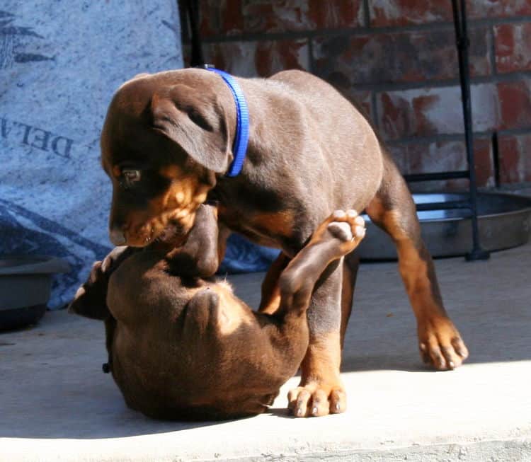 dobe pups