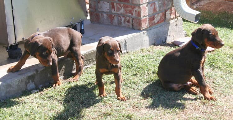 dobe pups